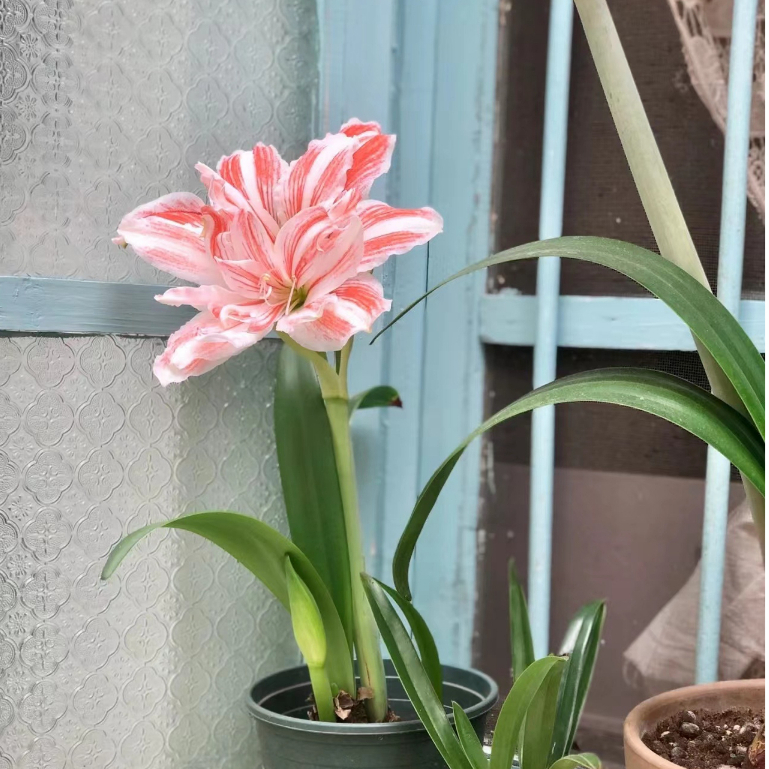 現入手好植物  重辦朱頂紅種球  濃香型   朱頂紅  孤挺花 室內植物好癢活 易養好養花卉 易種易樣 當季種植好物