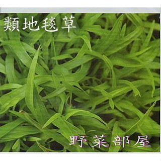 【良田種子~】U02 類地毯草草皮種子(裡粉造粒) , 造粒種子 , 適用性最廣的草皮種子 ~