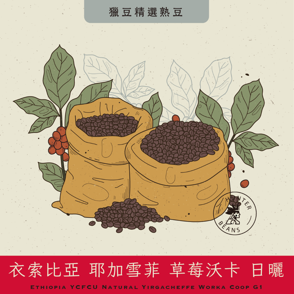 (咖啡熟豆) 獵豆工坊🐆 (淺烘焙) 日曬 耶加雪菲 草莓沃卡G1 225g/450g