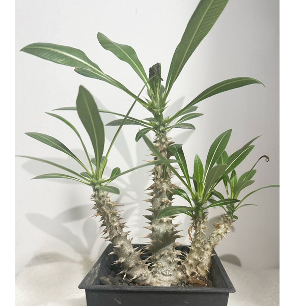 筒蝶青Pachypodium horombense