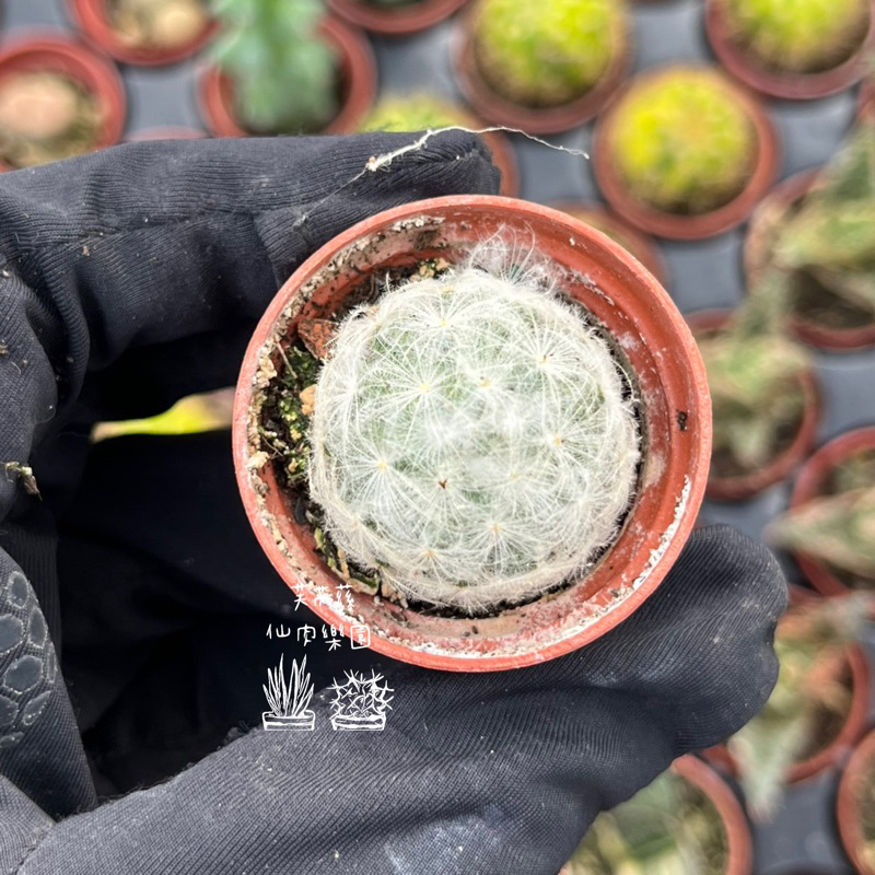 芙芮蕬仙肉）白星 迷你盆 一寸盆 豆盆 多肉 多肉植物 仙人掌 療癒 水泥盆 花器