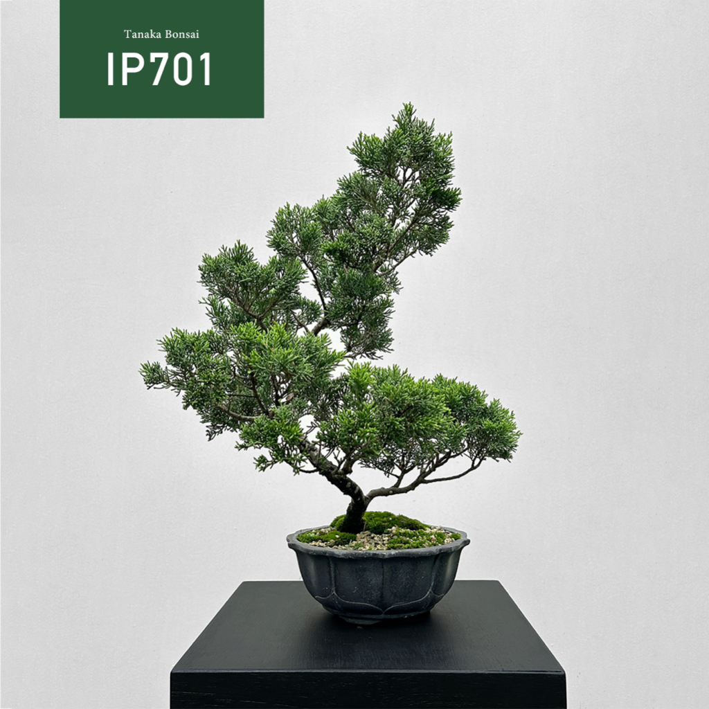 【Tanaka Bonsai】IP701 系魚川真柏盆景 (木墊片需於該賣場另購）｜松柏盆栽