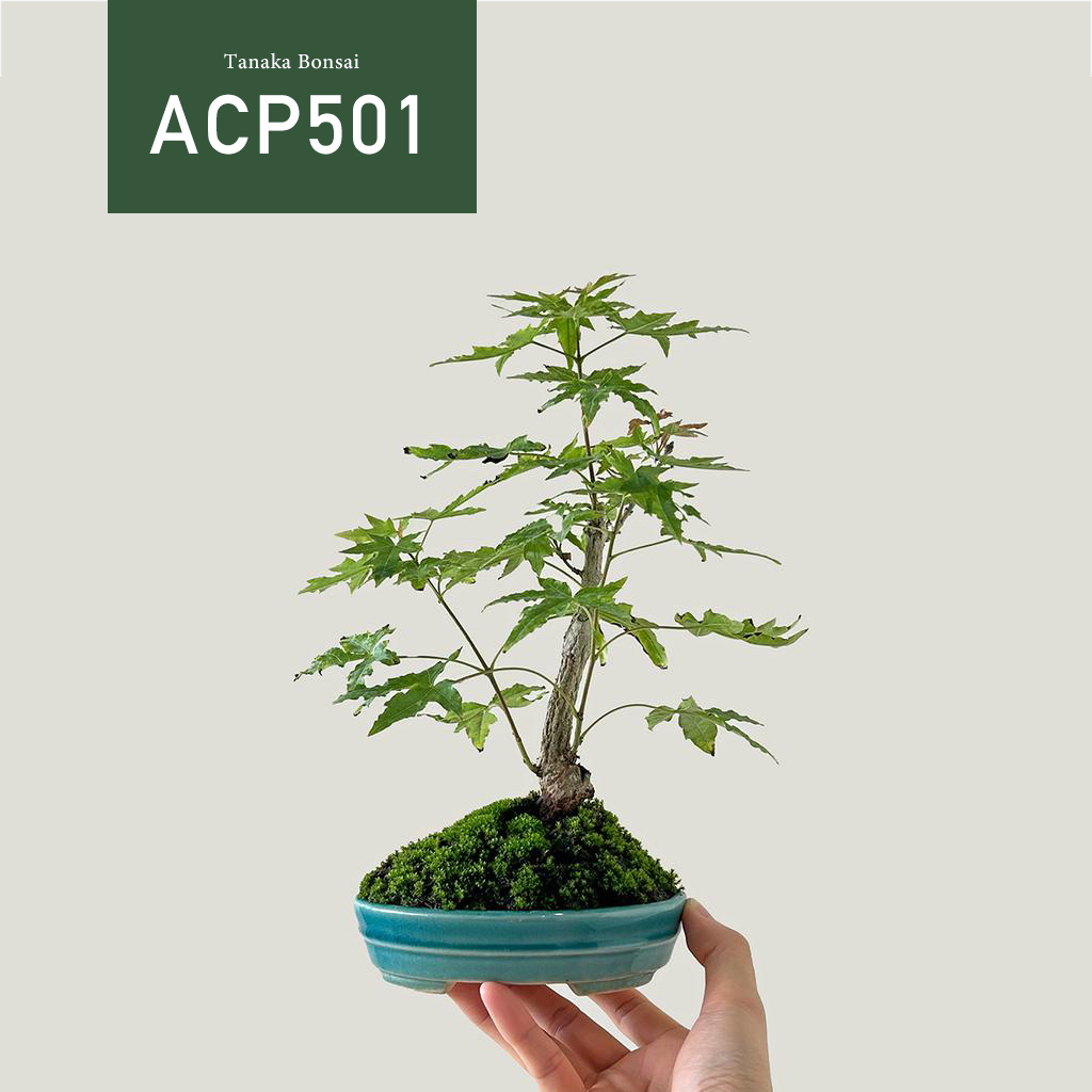 【Tanaka Bonsai】ACP501 荒皮槭盆景｜雜木盆栽