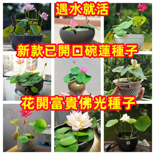 🔥🔥五十款已開口碗蓮種子 新品種遇水救活開花水培花開富貴蓮子睡蓮種子五顆種子15元