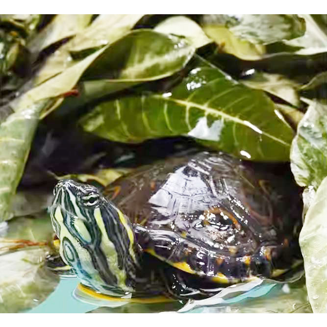 單片1元 養龜用 自家種無農藥龍眼葉 新鮮葉 提供遮蔽 預防陸龜 烏龜腐皮 老欉龍眼樹