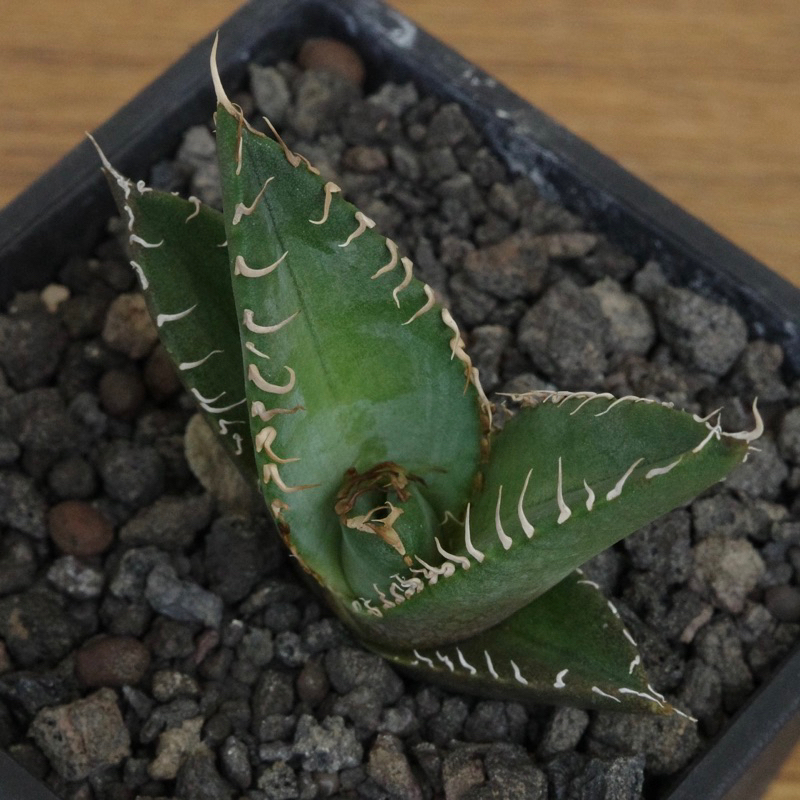 【土田制所】綠皮嚴龍實生 Agave oteroi(10)