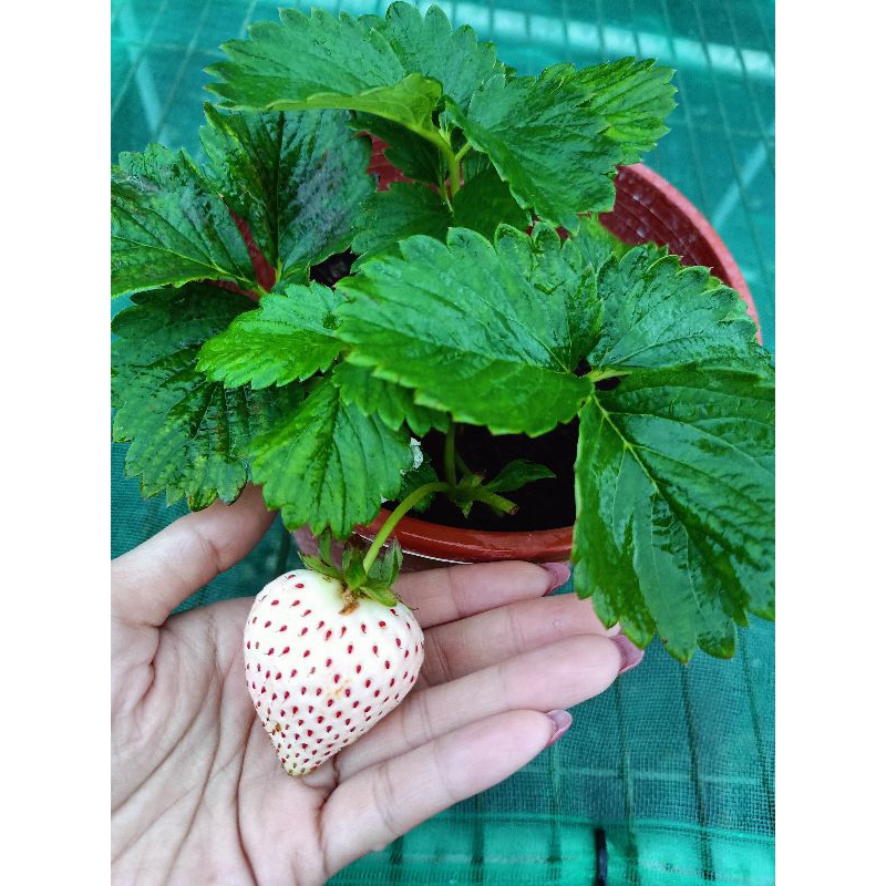 綻莓～🍓草莓苗🍓『雪寶白草莓苗』組合區。買5送1