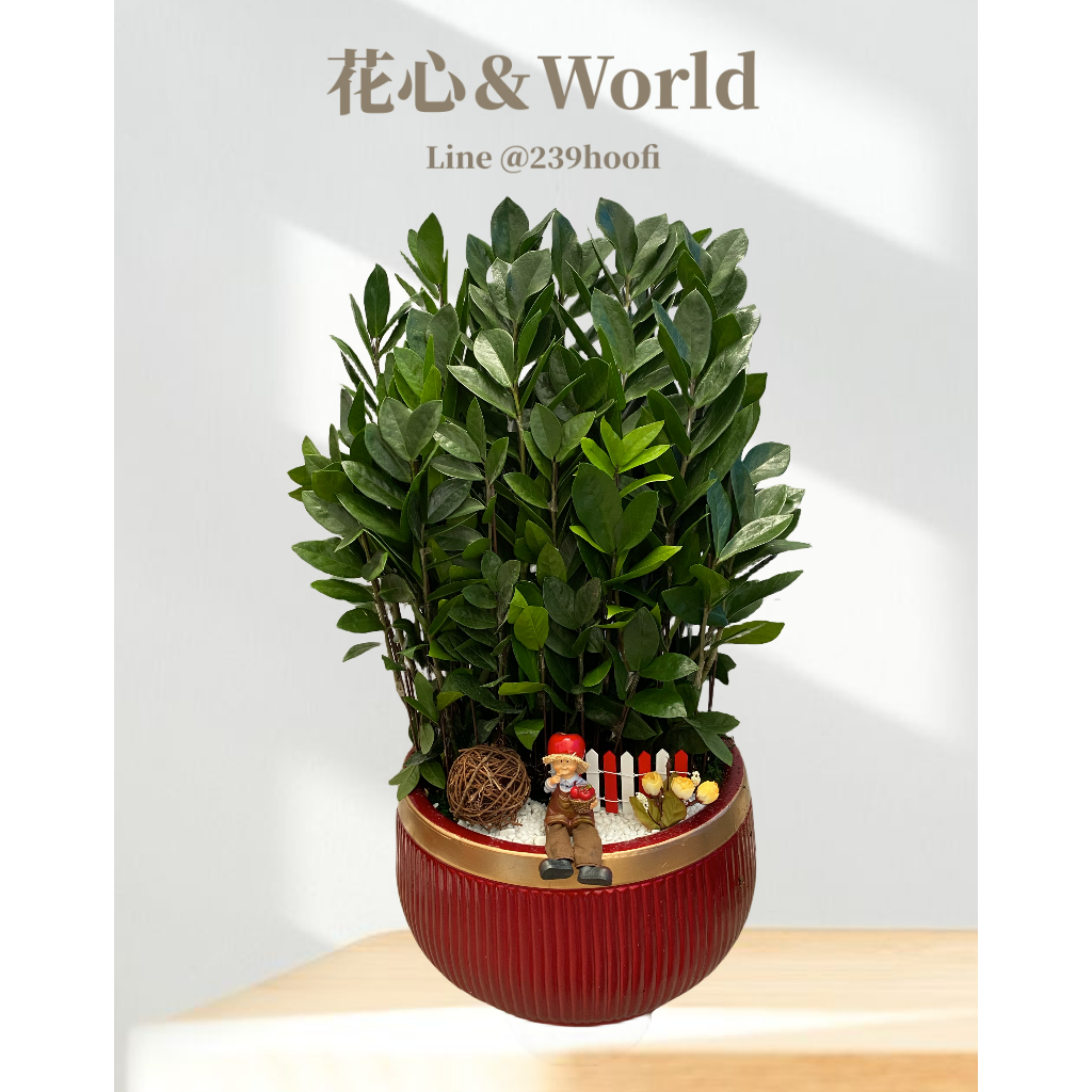盆栽金錢樹｜室內植物 | 桌上型