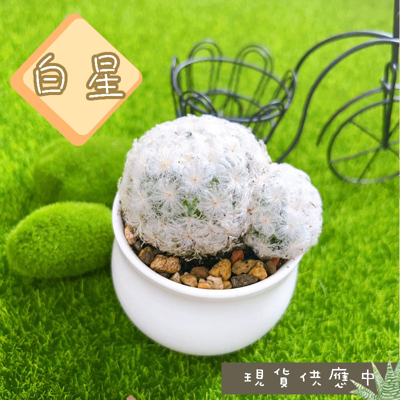 【白星】 3吋盆 多肉植物/仙人掌/療癒植物/龍舌蘭/石頭玉