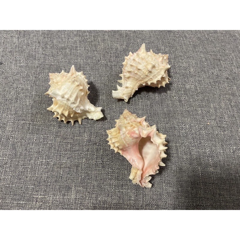 寄居蟹替換殼 粉紅骨螺 紅骨螺 骨頭螺 天然海螺 天然貝殼 特殊螺殼