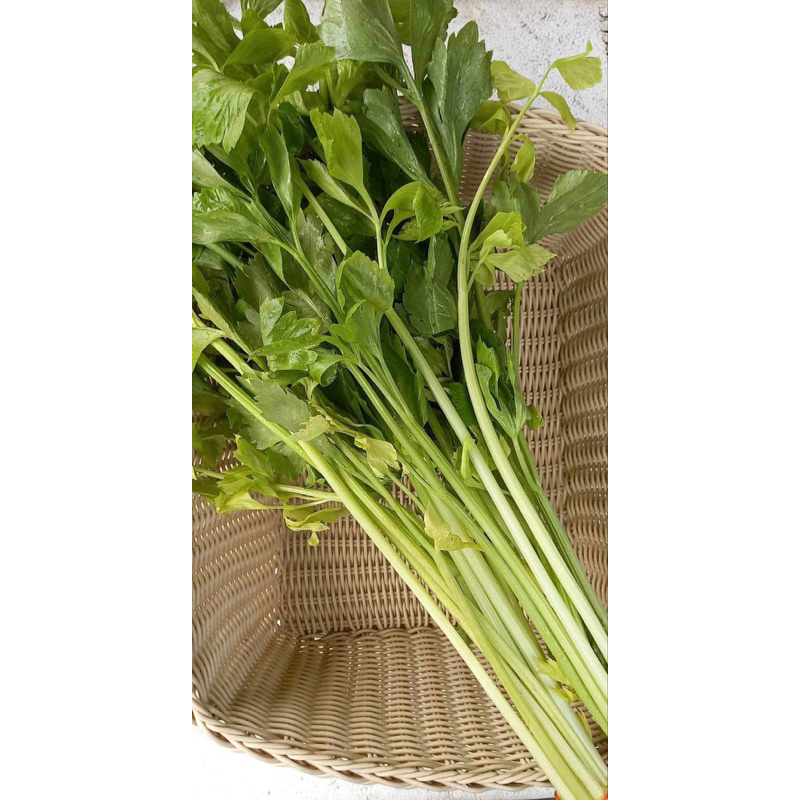 「維特蔬果-批發宅配」芹菜 celery