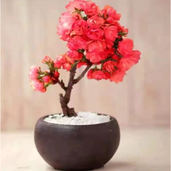 💕花大媽💕日本櫻花種子 超低價 四季開花 林木花卉種子室內外桌面觀花盆栽 四季開花不斷好養