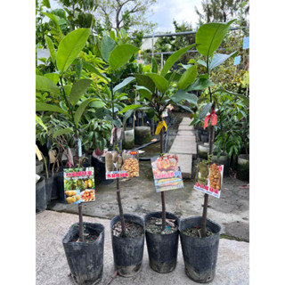 頂耀園藝 多品種榴槤蜜 高度約50公分（下單時請備註品種）紅喜榴槤蜜 馬肚榴槤蜜 紅金寶榴槤蜜 秋蜜榴槤蜜 紅金蜜榴槤蜜