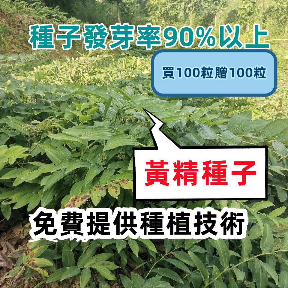 🔥🔥黃精種子 老虎姜雞頭黃精種子中藥材種子 節節高滇黃精 藥食同源1元一粒（下單100粒送100粒）