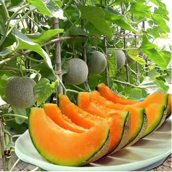 💕台灣💋哈密瓜種子 四季種植黃金蜜瓜 奶香 橙肉 甜美人 黃皮 薄皮 水果種子