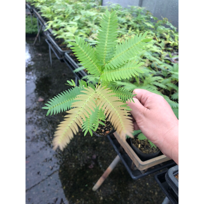 日本小豆樹🪴天使園藝🪴3寸盆實生苗🌱植株健康穩健💪回饋特價259元🌿3寸盆🌱專業栽培💪根系完整💪會睡覺💤可愛🌿超療癒喔🌿