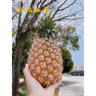 📣新街國小鳳梨攤✨ 🍍屏東金鑽17號🍍屏東鳳梨🧑‍🌾鳳梨💖果肉💖甜 香 嫩💖