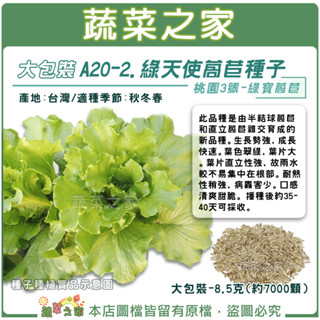 【蔬菜之家滿額免運】大包裝A20-2.綠天使萵苣種子8.5克(約7000顆) 桃園3號綠寶萵苣//成長快速。口感清爽