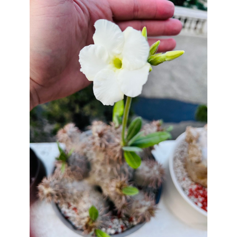 ［2023/4/14更新］一本尼（白花）實生Pachypodium eburneum 塊根植物