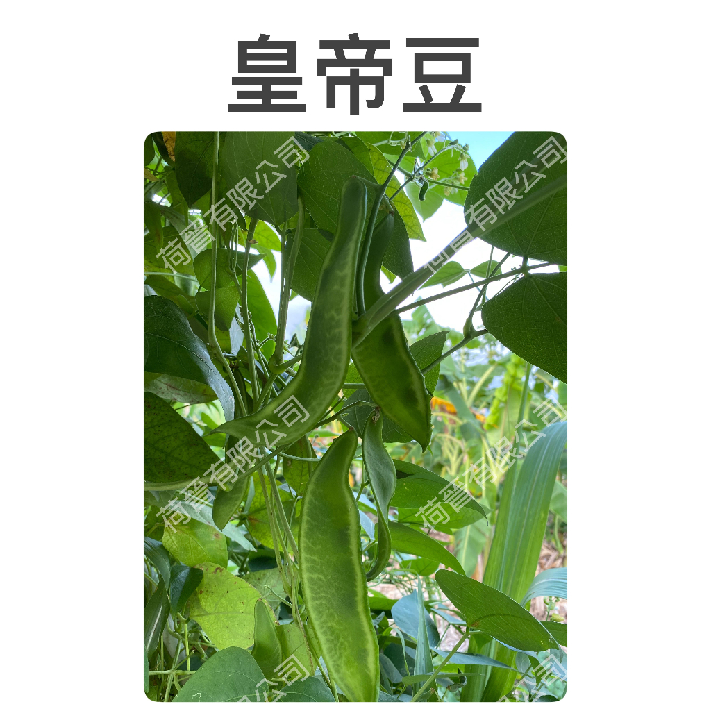 皇帝豆種子(約8粒) 萊豆種子