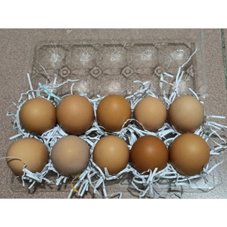 農家放養健康蛋 人道飼養有機養生蛋 紅殼雞蛋