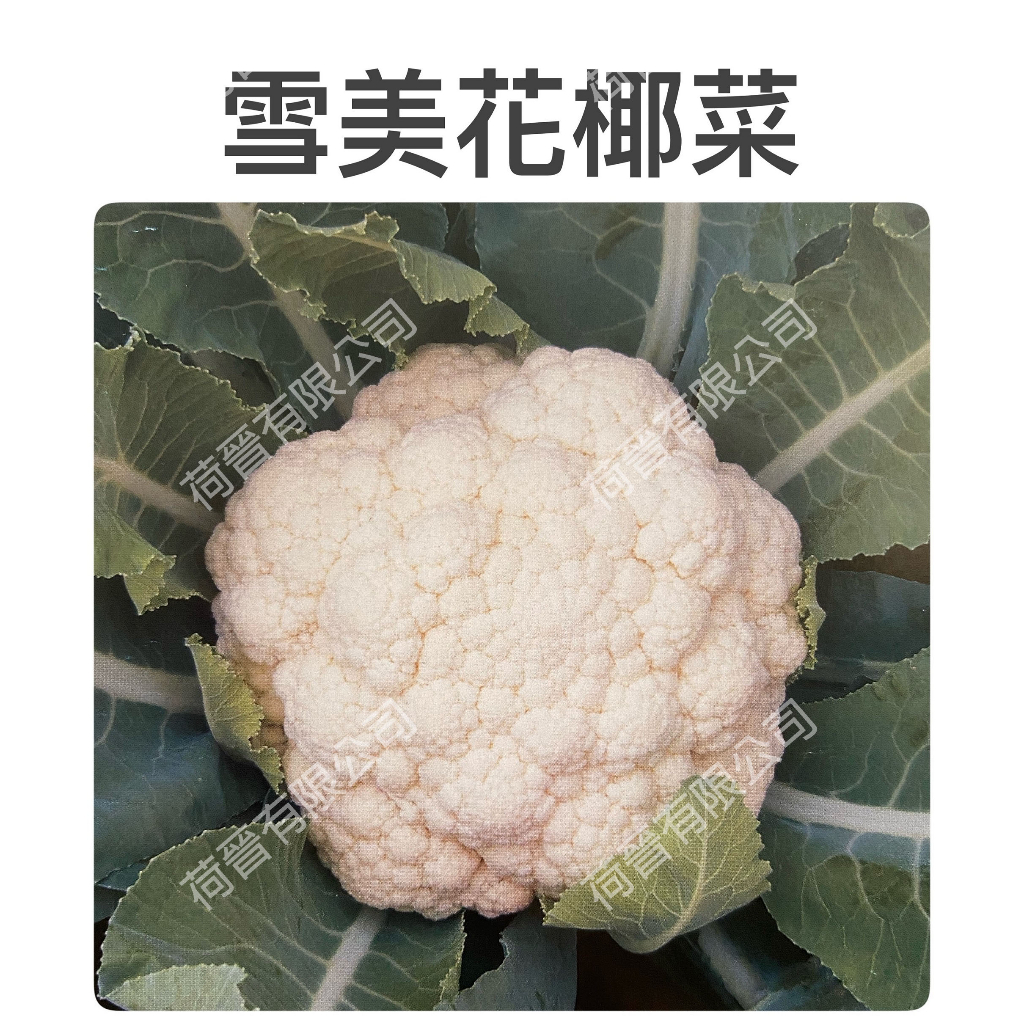 雪美花椰菜種子(約25粒) 一代交配 白花椰菜