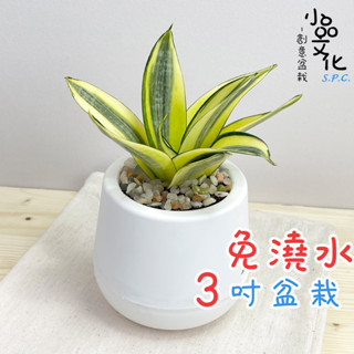 【小品文化】虎尾蘭【現貨】3吋雪胖免澆水盆栽 室內植物 懶人盆栽 觀葉植物 水培植物 水培盆栽 植栽