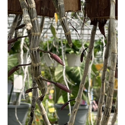 一禪種苗園-垂性的春石斛&lt;石斛蘭/不挑品種&gt;季節花卉-樹皮造型/隨機出貨
