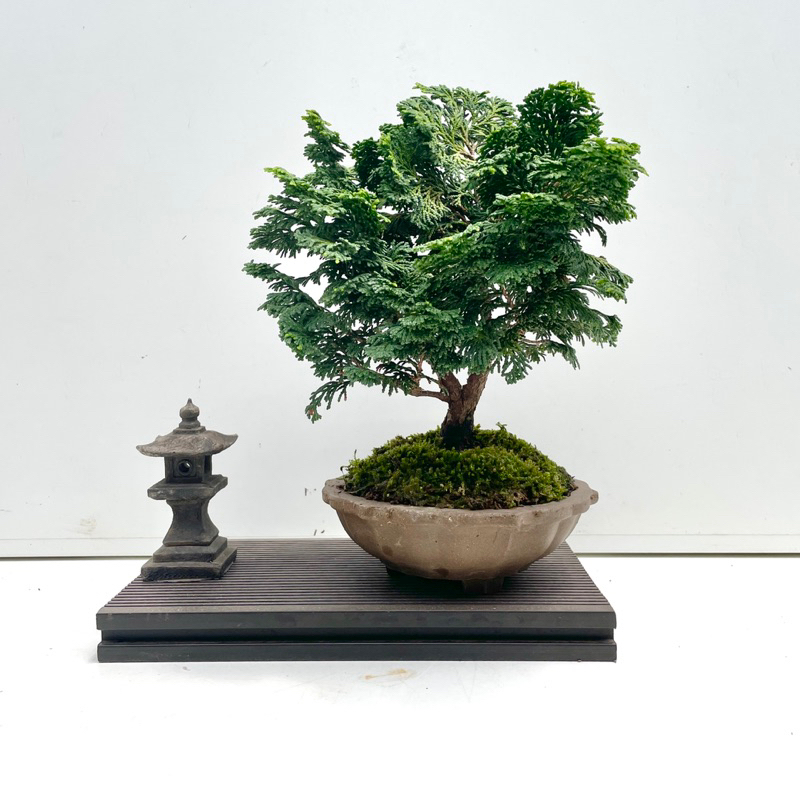 津山ヒノキ　盆栽 津山八ッ房桧 | 盆栽、盆栽書籍、盆栽鉢の通販│近代出版
