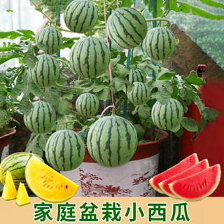 小西瓜盆栽(紅色果肉) 北海道「迷你西瓜」這種出來真的可以吃的西瓜 迷你西瓜盆栽 巴掌西瓜盆栽