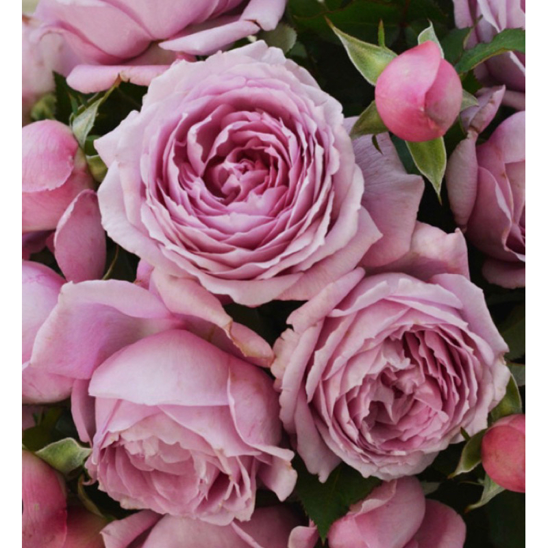 河本魅力 粉紫 玫瑰花月季 植株苗盆栽