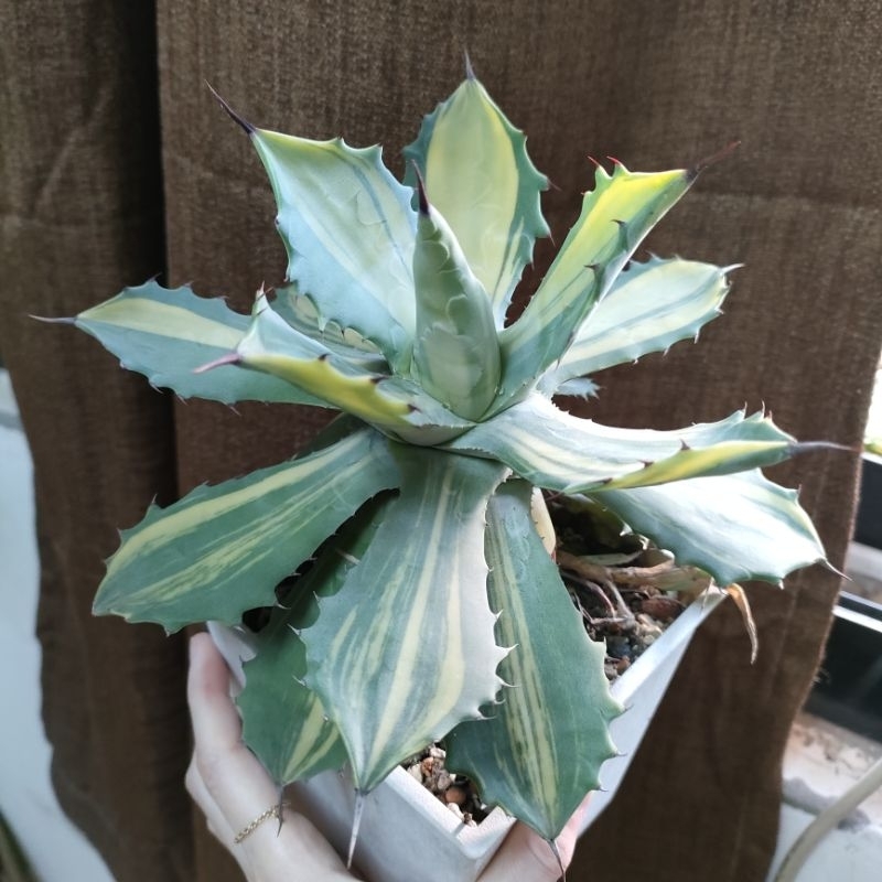 肉部屋 帶2芽 楊貴妃 姬怒雷神縞斑 龍舌蘭 Agave potatorum isthmensis 'Striata'