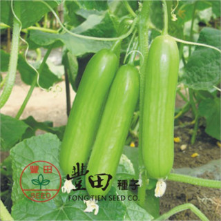 城禾農產🍃 白精靈水果小黃瓜種子 21粒 一代交配 長勢強 產量高 水果小黃瓜種子 小黃瓜種子 水果黃瓜種子 小黃瓜種子