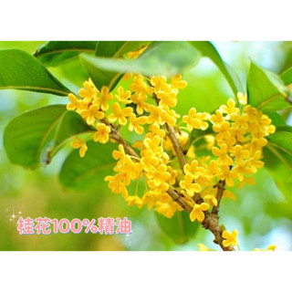 《最具回憶的桂花香》純·植然100%桂花精油