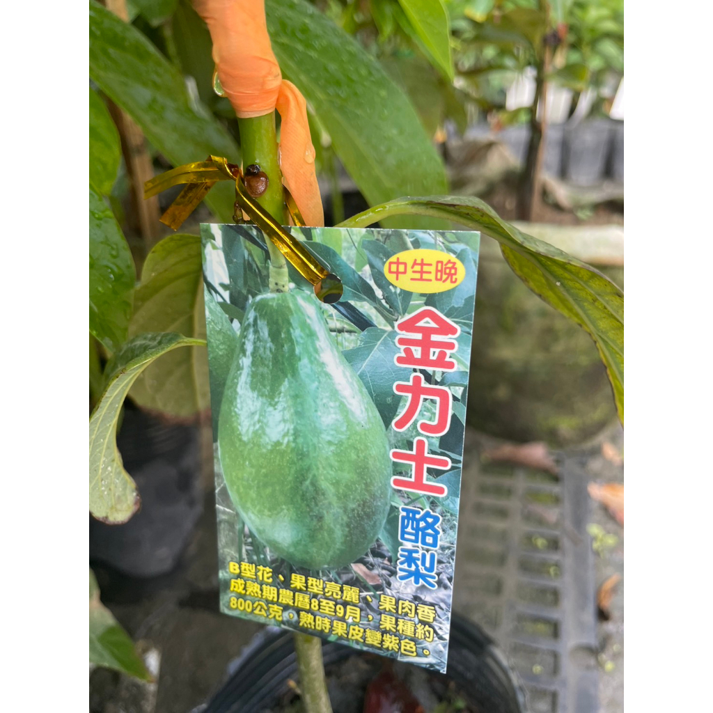 ★ 逗花枝玩 ☆  水果植物 十月紅酪梨  4吋