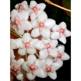 【天堂花園】安扭毬蘭Hoya anulata│毬蘭│觀葉植物│盆栽