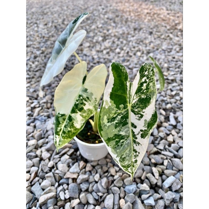 【山野園藝】💥大特價💥 🌿斑葉絨葉觀音蓮🌿 Alocasia Frydek Variegated