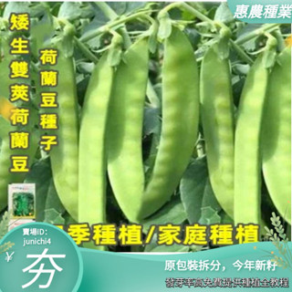 矮生雙莢荷蘭豆種子耐寒不搭架高産白花軟莢菜豌豆籽春鞦蔬菜種籽【惠農園藝】
