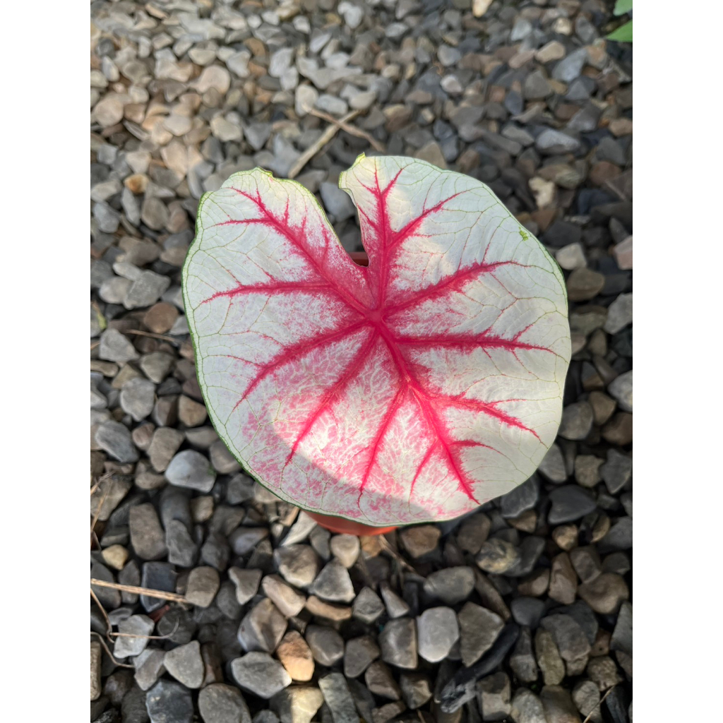 植系青屬-狂歡節彩葉芋/觀葉植物/五吋盆