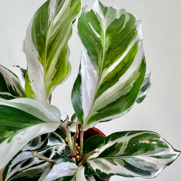 很美不用問 白油畫竹芋 Calathea 'Fusion White' 雨林 觀葉 斑葉 網紅 室內 植物 小李植栽