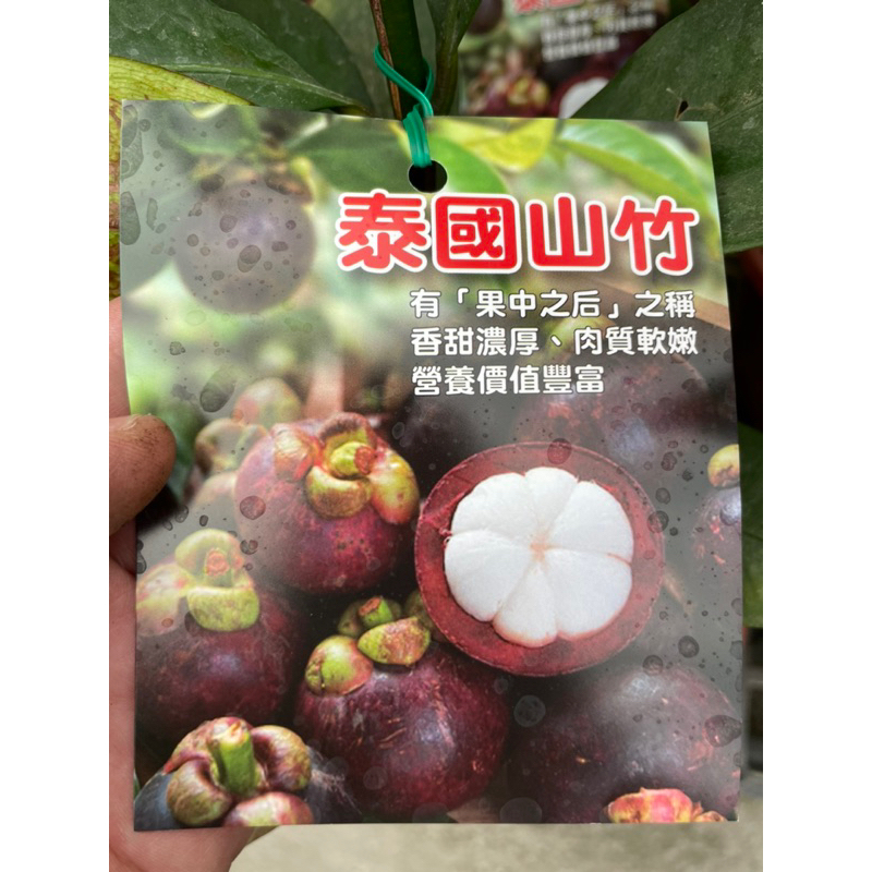 泰國山竹嫁接苗特價4000元