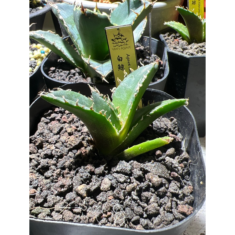 白鯨嚴龍 Agave titanata(非爆牙 凱撒 黑帝斯 白火焰 立可白 紅貓 犀牛 象足漆樹 象牙宮 塊根)