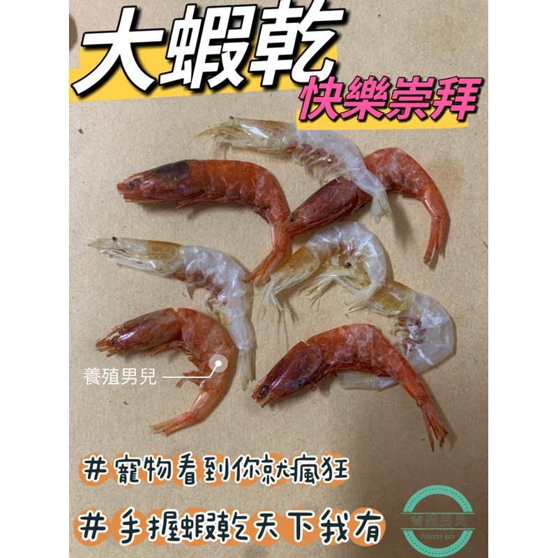 柯爾鴨也瘋狂超大蝦乾，鴨子飼料零食天然日曬低鈉少鹽,不是鹽水煮的爬蟲倉鼠烏龜寵物零嘴。高鈣、高蛋白。