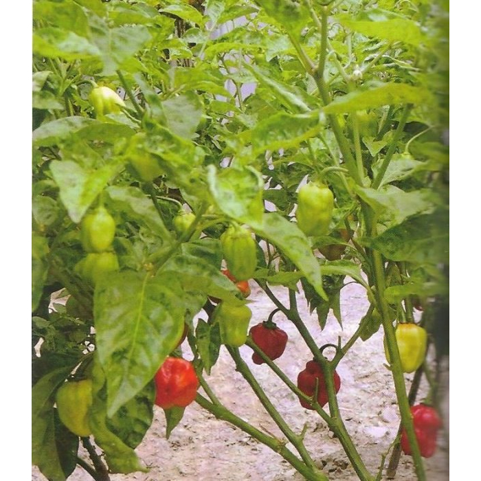 【大包裝蔬菜種子B081】紅魔鬼椒，辣度達100萬度，2007年辣度打破世界紀錄的辣椒品種！
