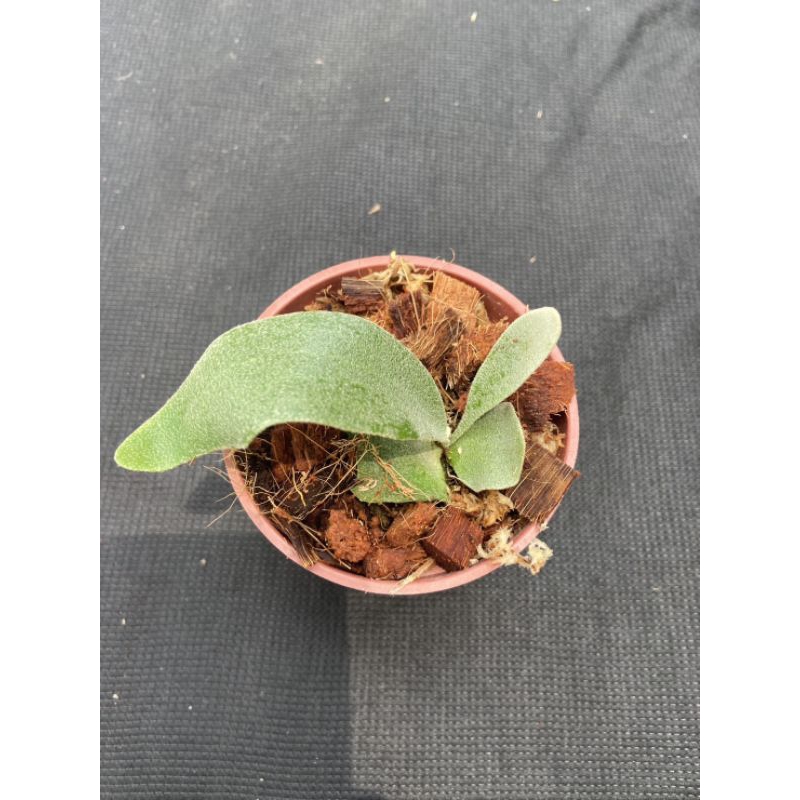 鹿角蕨Tonkla DW鹿角蕨-3吋盆觀葉植物 室內植物 文青小品/療癒蕨品