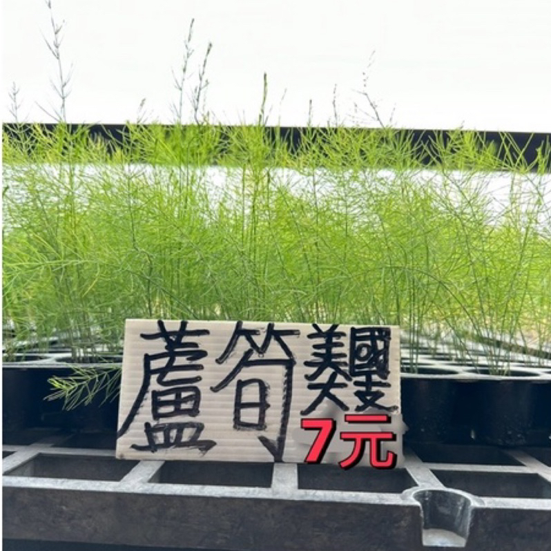 城禾農產🍃 美國蘆筍苗 1穴 約4～6株 全年可種植 蘆筍 蘆筍菜苗 蘆筍的苗 蘆筍苗 蘆筍的菜苗 蘆筍小苗