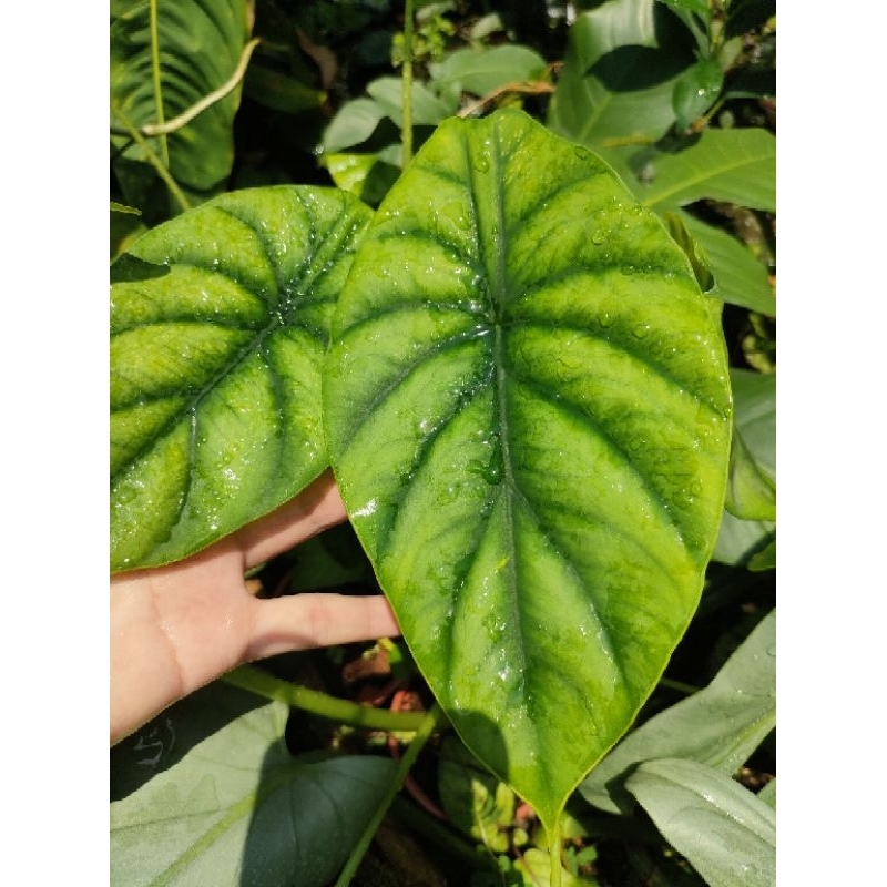 綠盾觀音蓮 Alocasia clypeolata/雨林植物/Alocasic