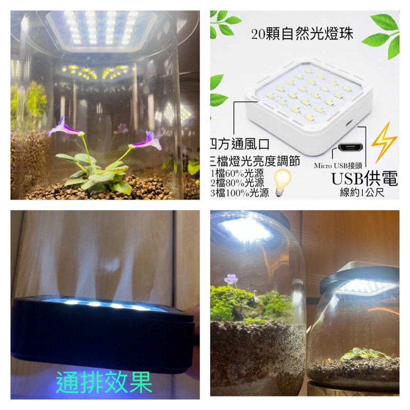 生態瓶/微景觀/苔鮮瓶/迷你植物 /岩桐                    LED通風補光燈（購雙機送壓克力片活動）