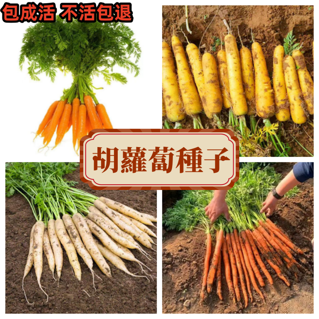 【胡蘿蔔種子】迷你胡蘿蔔種子  拇指小蘿蔔 四季種植蔬菜種籽 陽台庭院盆栽種植 可生吃
