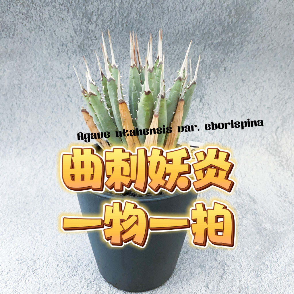 ↠有植感↞ ▮曲刺妖炎▮ 一物一拍 Agave utahensis var. eborispina 龍舌蘭 龍舌蘭植物